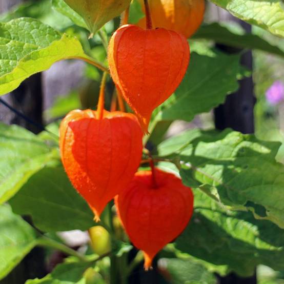 Physalis franchetii lot de 3 - Image 6
