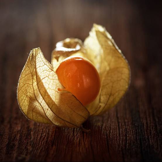 Physalis franchetii lot de 3 - Image 2