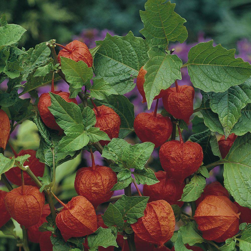 Physalis franchetii lot de 3 - Image 4
