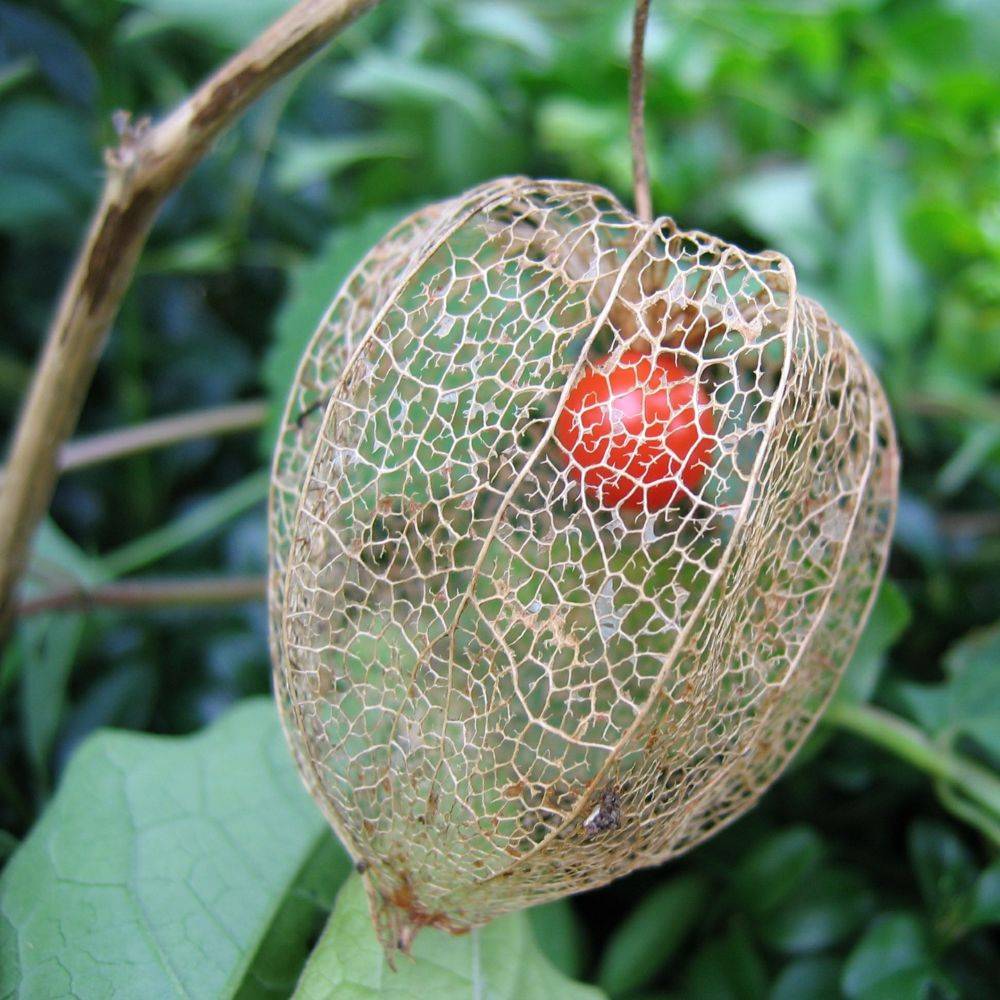 Physalis franchetii lot de 3 - Image 7