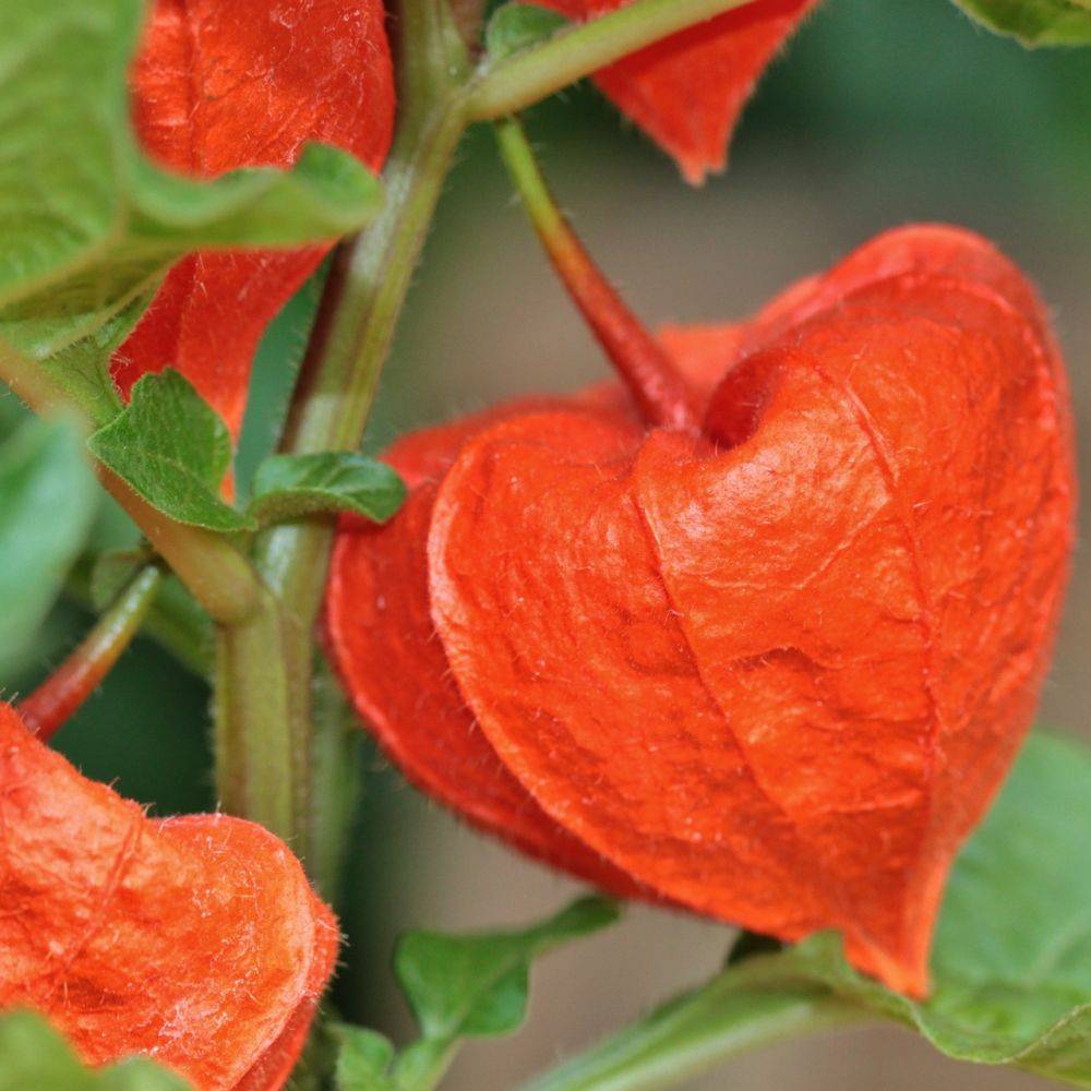Physalis franchetii lot de 3