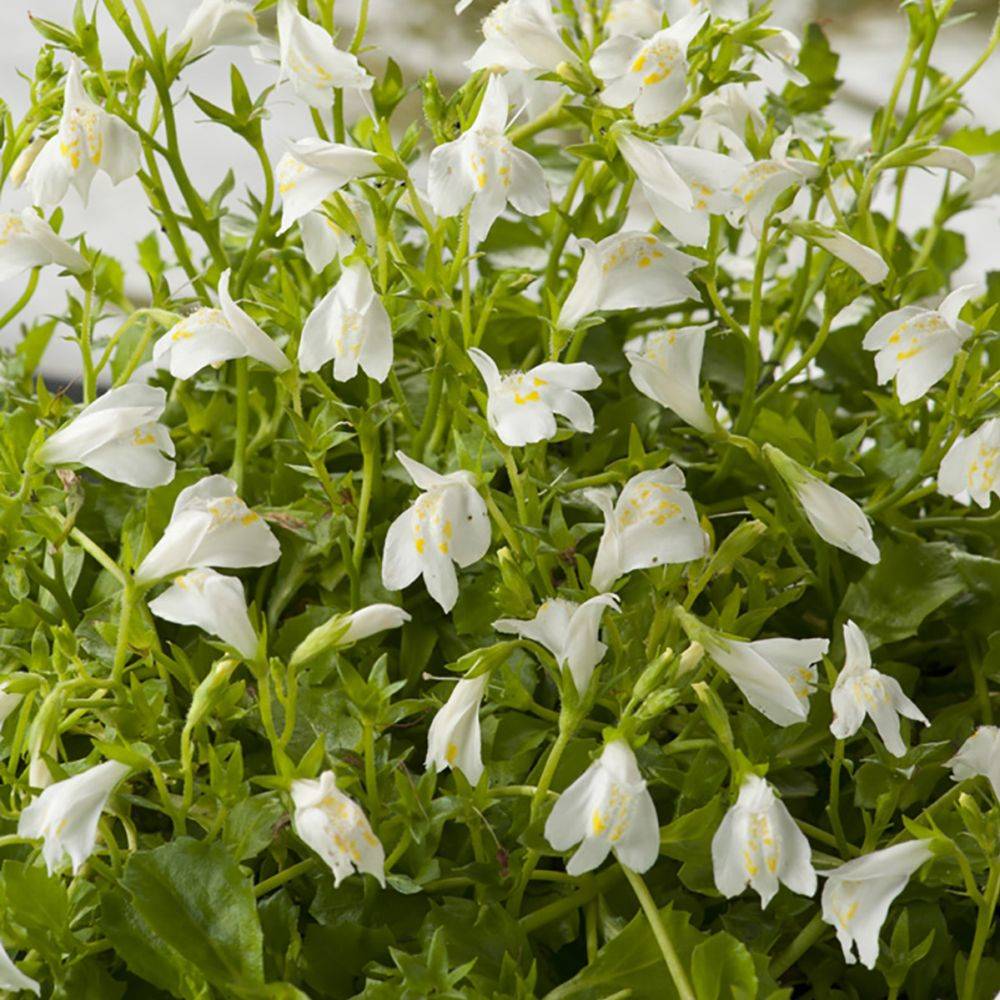 Mazus reptans Alba - Image 1