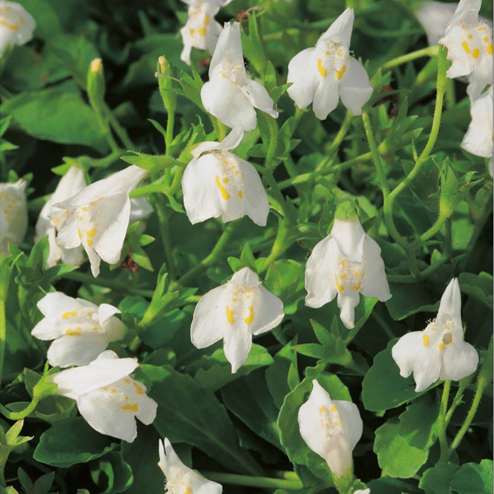 Mazus reptans Alba - Image 2