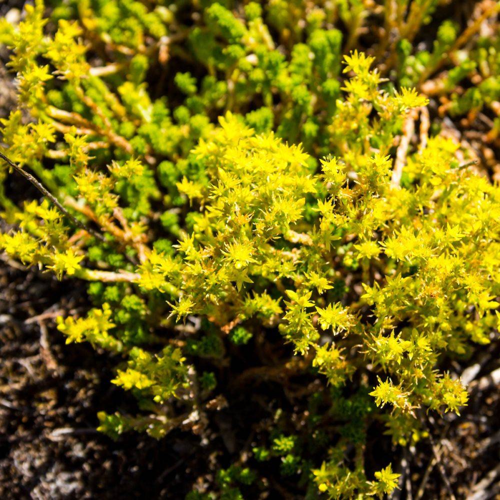 Sedum acre doré - Image 2