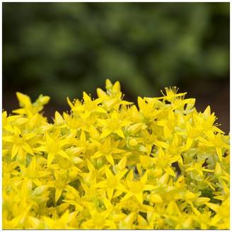 Sedum acre doré