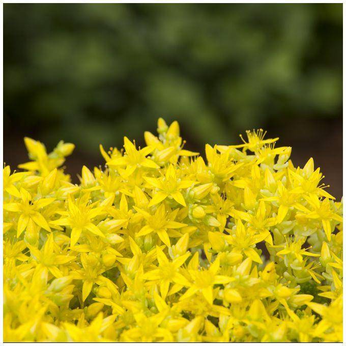 Sedum acre doré