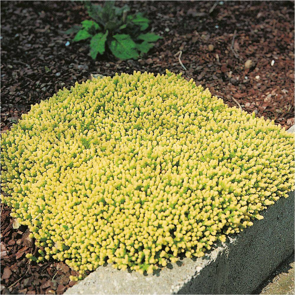 Sedum acre doré - Image 3