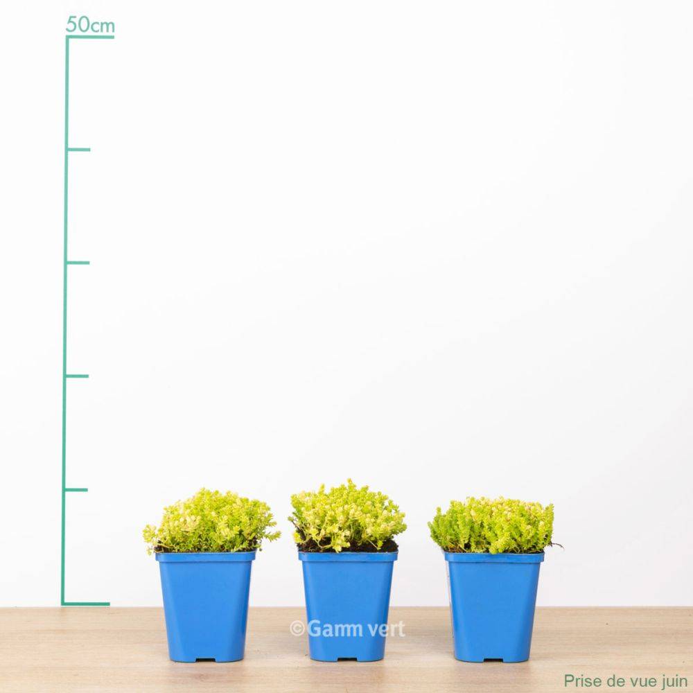 Sedum acre doré - Image 4