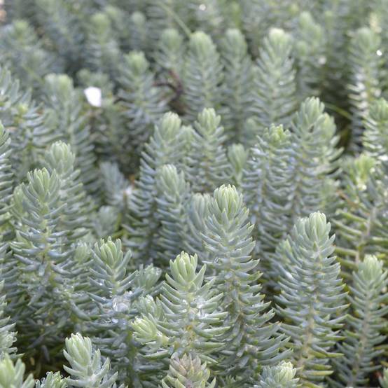 Sedum reflexum - Orpin des rochers lot de 3 - Image 1