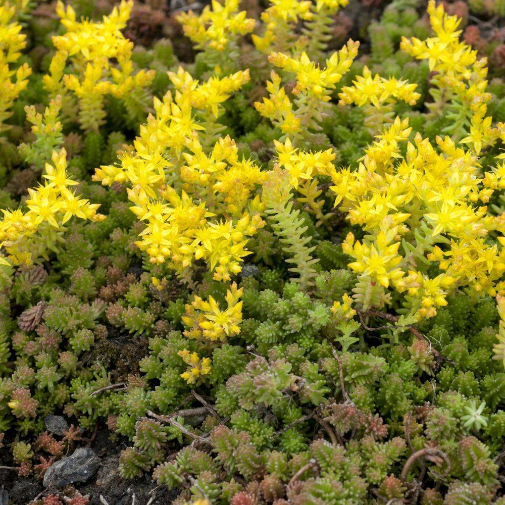 Sedum sexangulare lot de 3 - Image 1