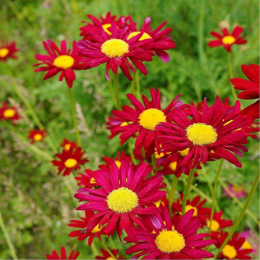 Pyrèthre rouge Robinson's Red