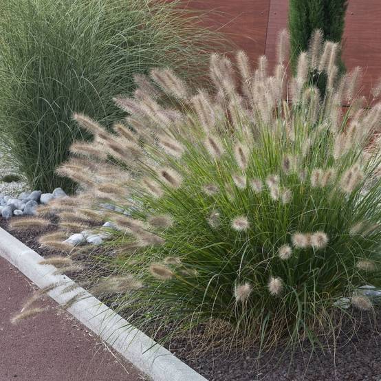 Pennisetum alopecuroides japonicum - Image 1
