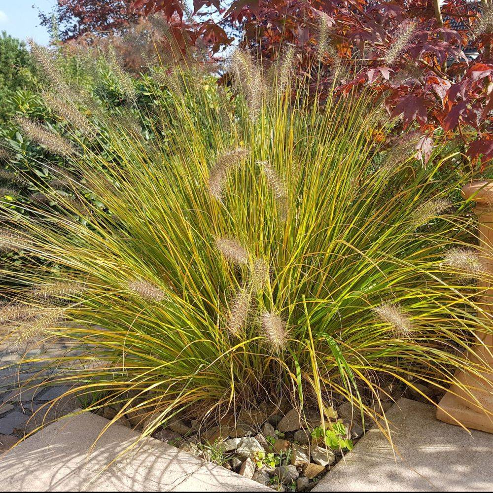Pennisetum alopecuroides japonicum - Image 2