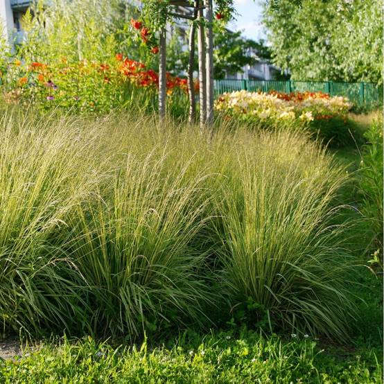 Graminée - Molinia caerula variegata - Image 1