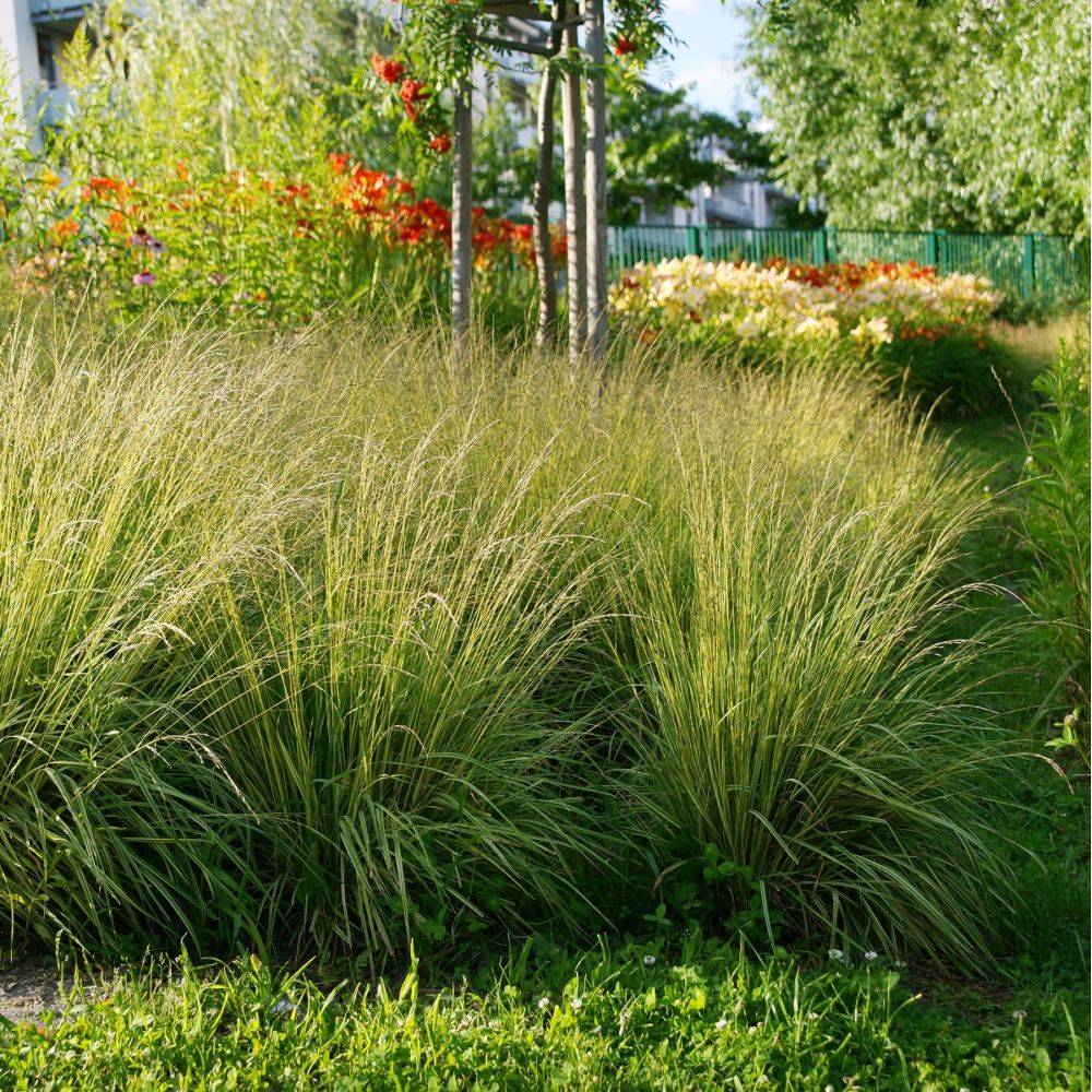 Graminée - Molinia caerula variegata