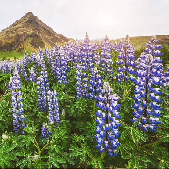 Lupin bleu Blue Shades - Image 2