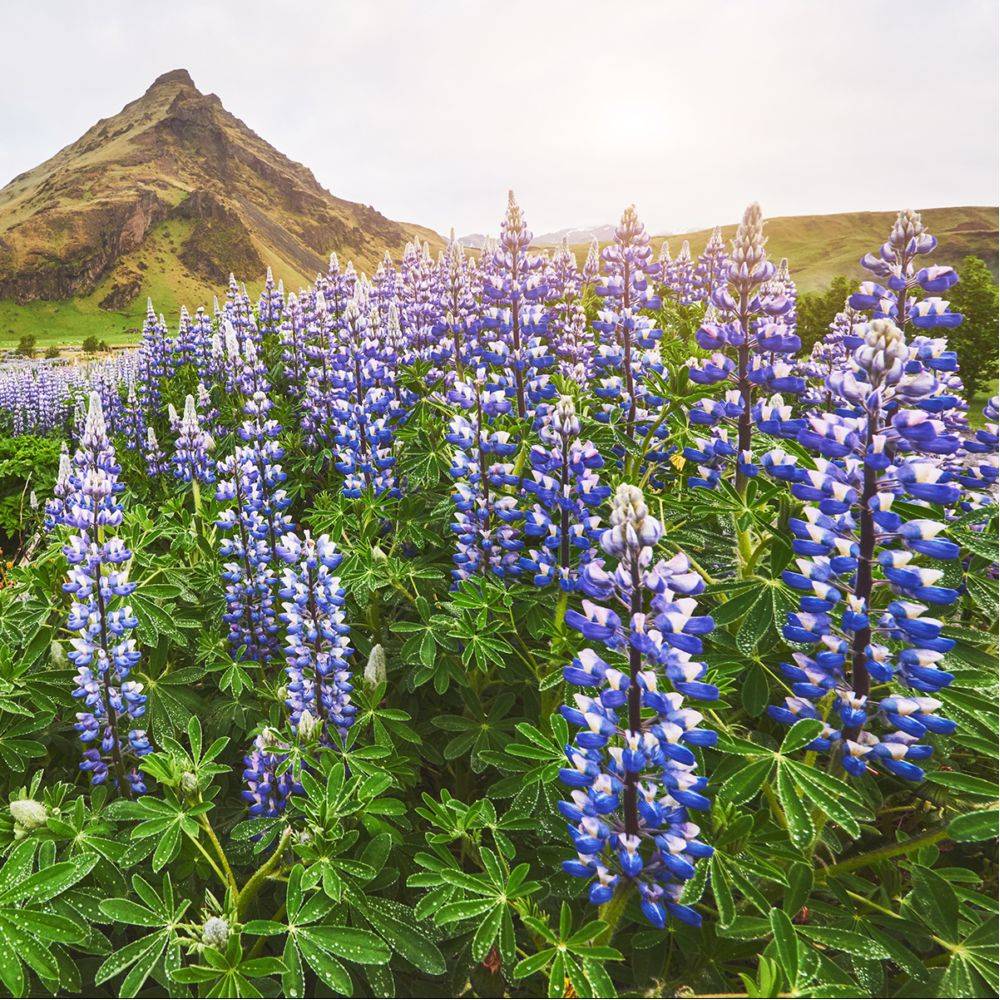 Lupin bleu Blue Shades - Image 2
