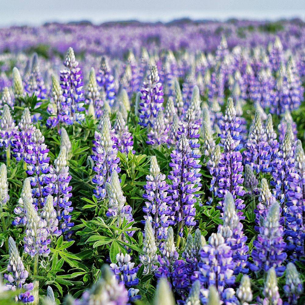 Lupin bleu Blue Shades - Image 1