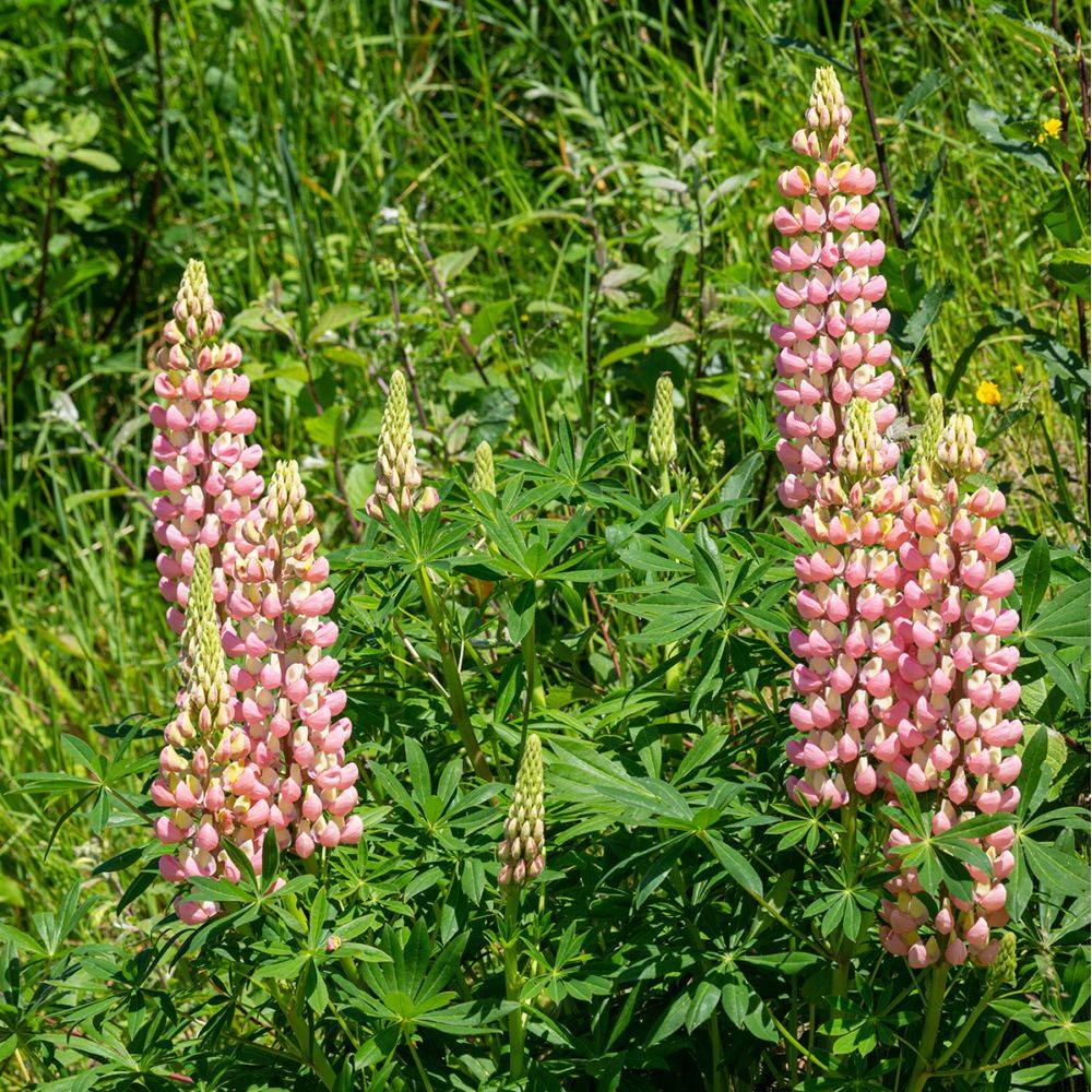 Lupin rose Rose Shades