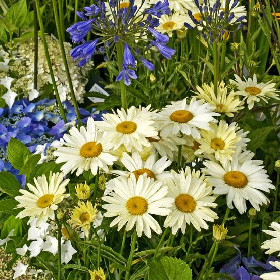 Grande marguerite Banana Cream - Leucanthemum - Image 2