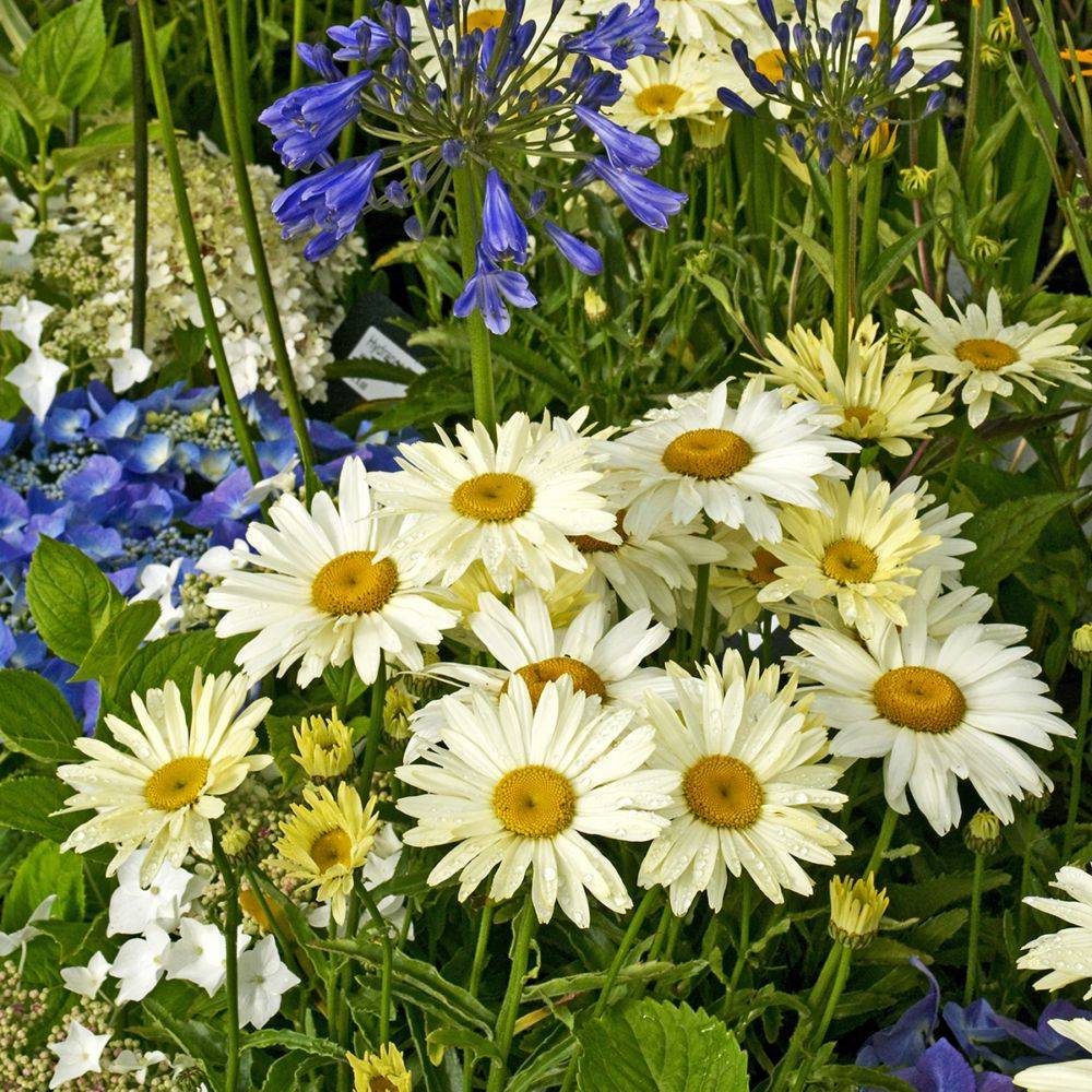 Grande marguerite Banana Cream - Leucanthemum - Image 2