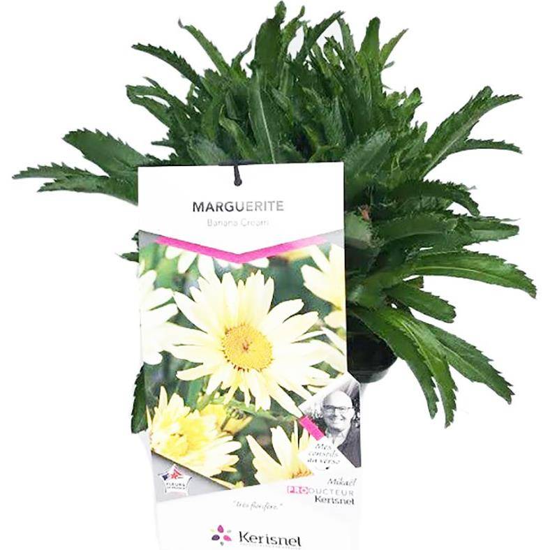 Grande marguerite Banana Cream - Leucanthemum - Image 1
