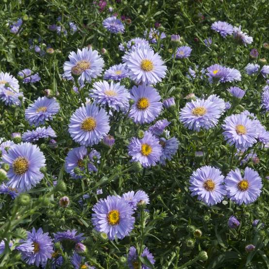 Aster d'automne 'Adda Ballard' - Aster Novi-Belgii - Image 2