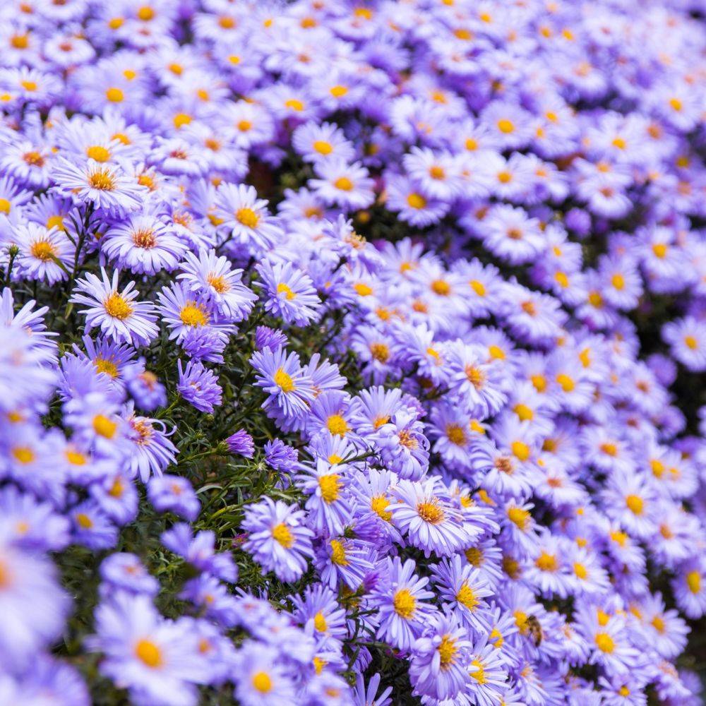 Aster d'automne 'Adda Ballard' - Aster Novi-Belgii