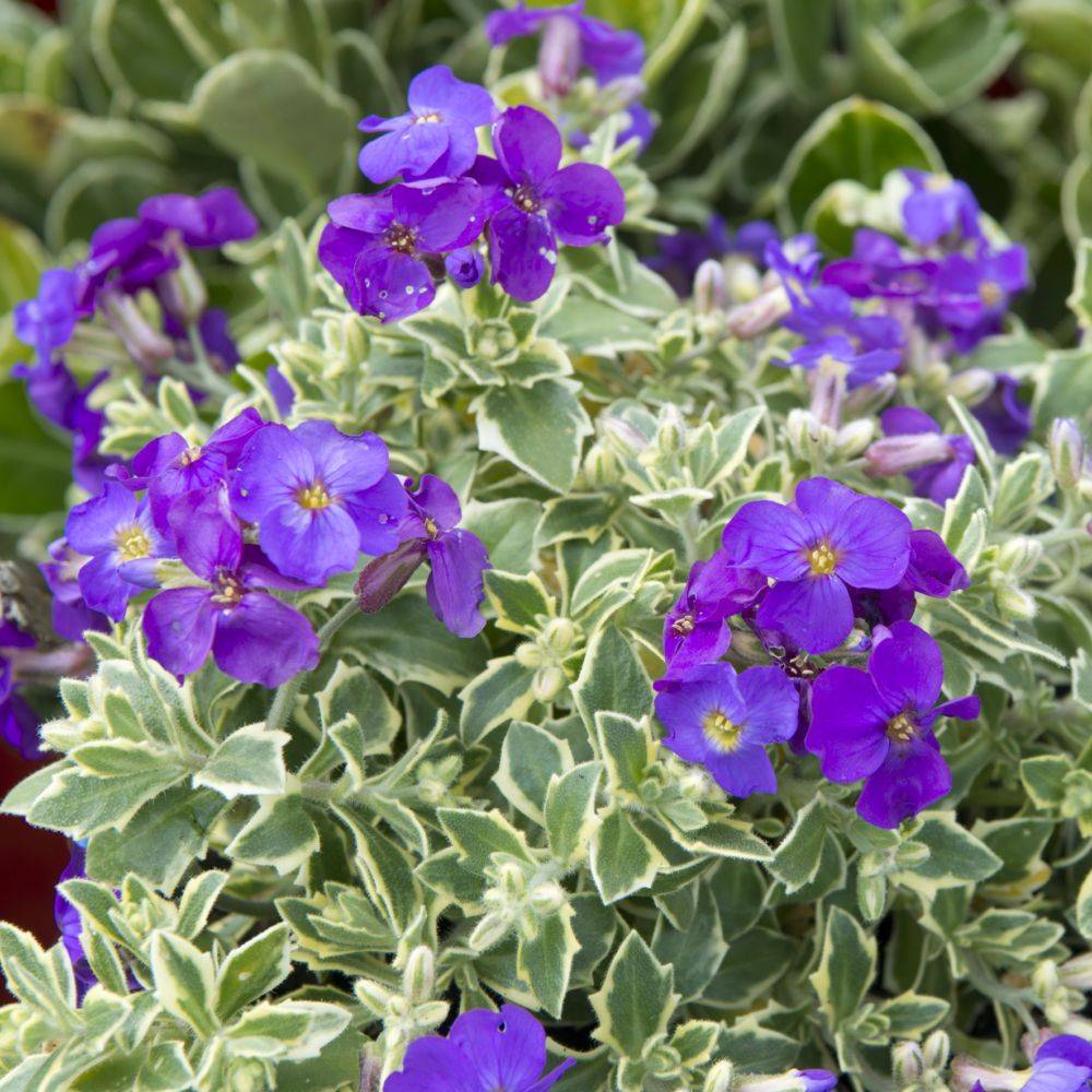 Aubriete bleue panachee