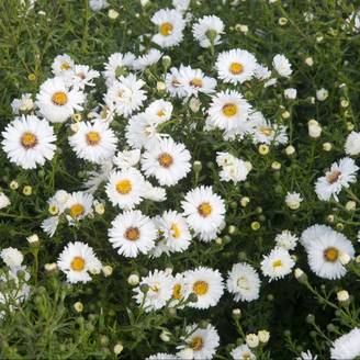 Aster d'automne 'White Ladies' - Aster Novi-Belgii lot de 3