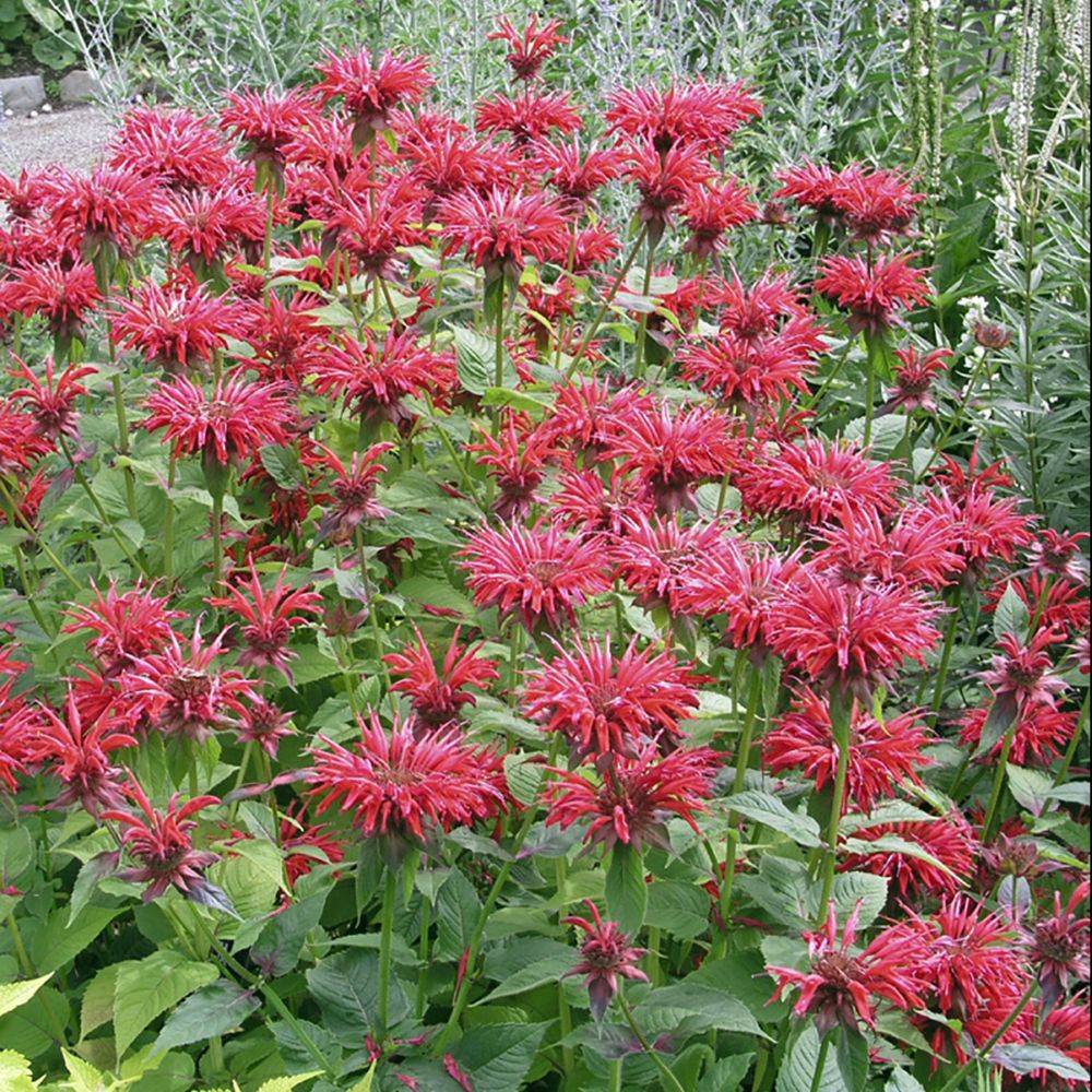 Monarda cambridge scarlet - Image 3