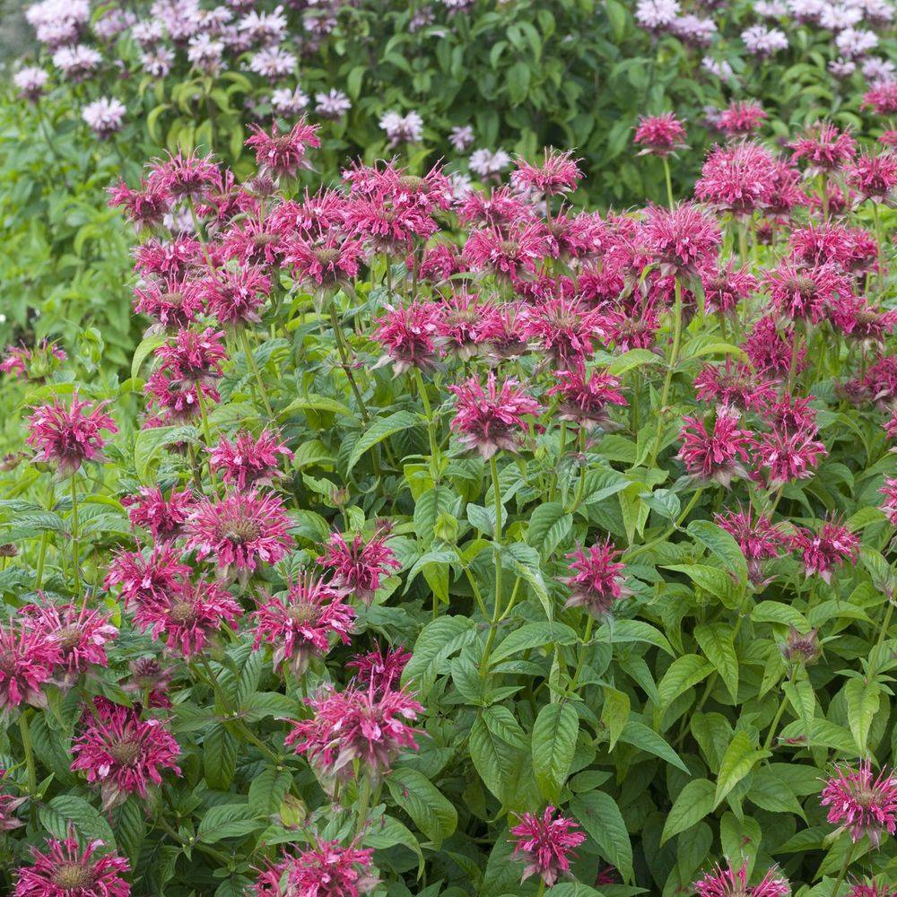Monarda cambridge scarlet - Image 4