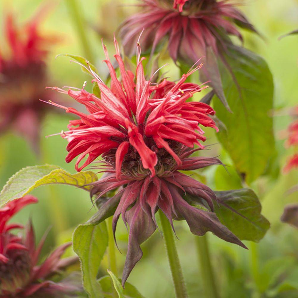 Monarda cambridge scarlet - Image 2