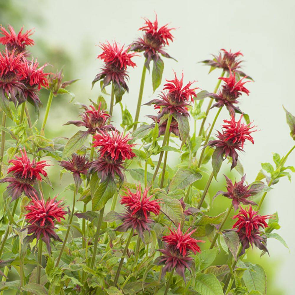 Monarda cambridge scarlet - Image 1