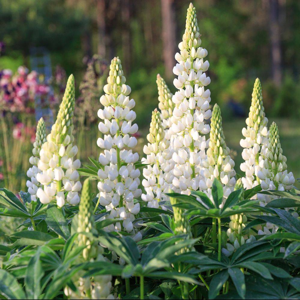 Lupin blanc White Shades