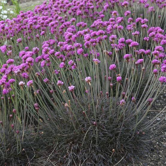 Gazon d'espagne rose feuillage pourpre noir