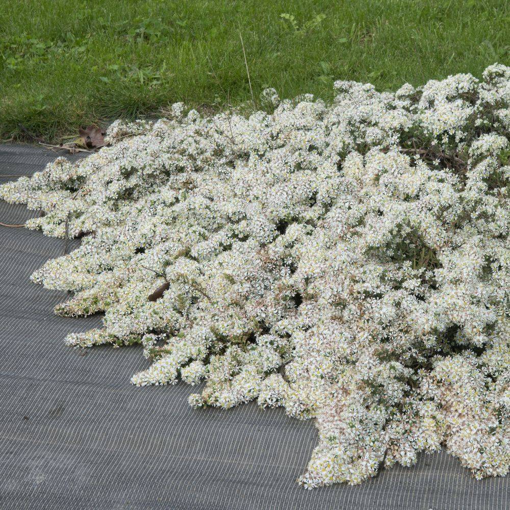 Aster rampant 'Snow Flurry'