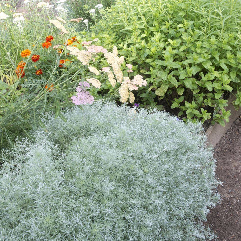 Artemisia schmidtiana nana lot de 3