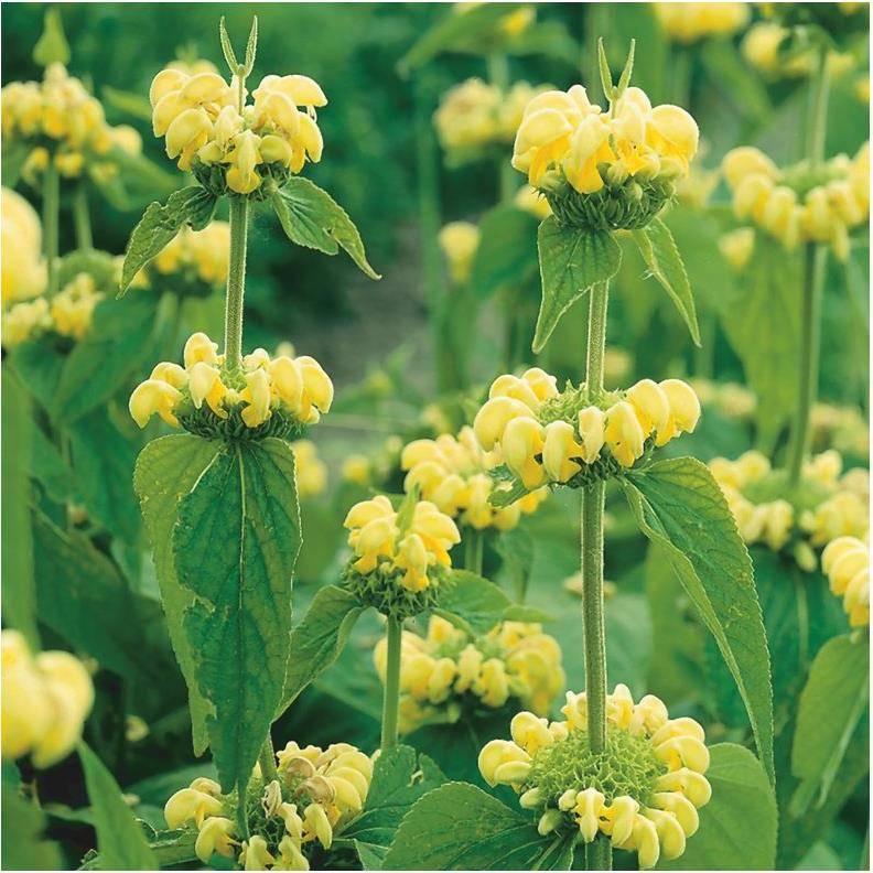 Phlomis de Russel - Image 1