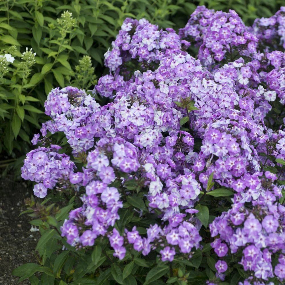 Phlox paniculata blue boys