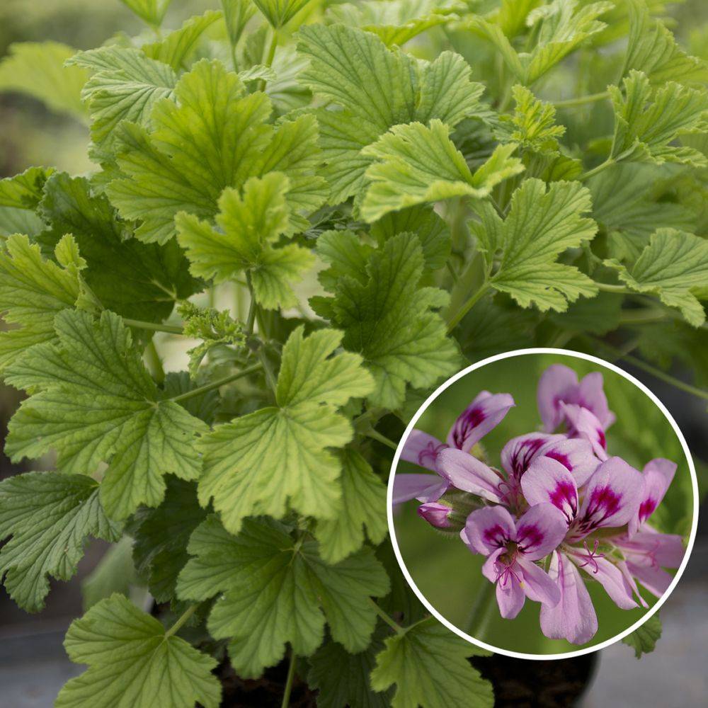 Pelargonium grandiflorum 'Angel's Perfume' assorti - Géranium des fleuristes - Image 3