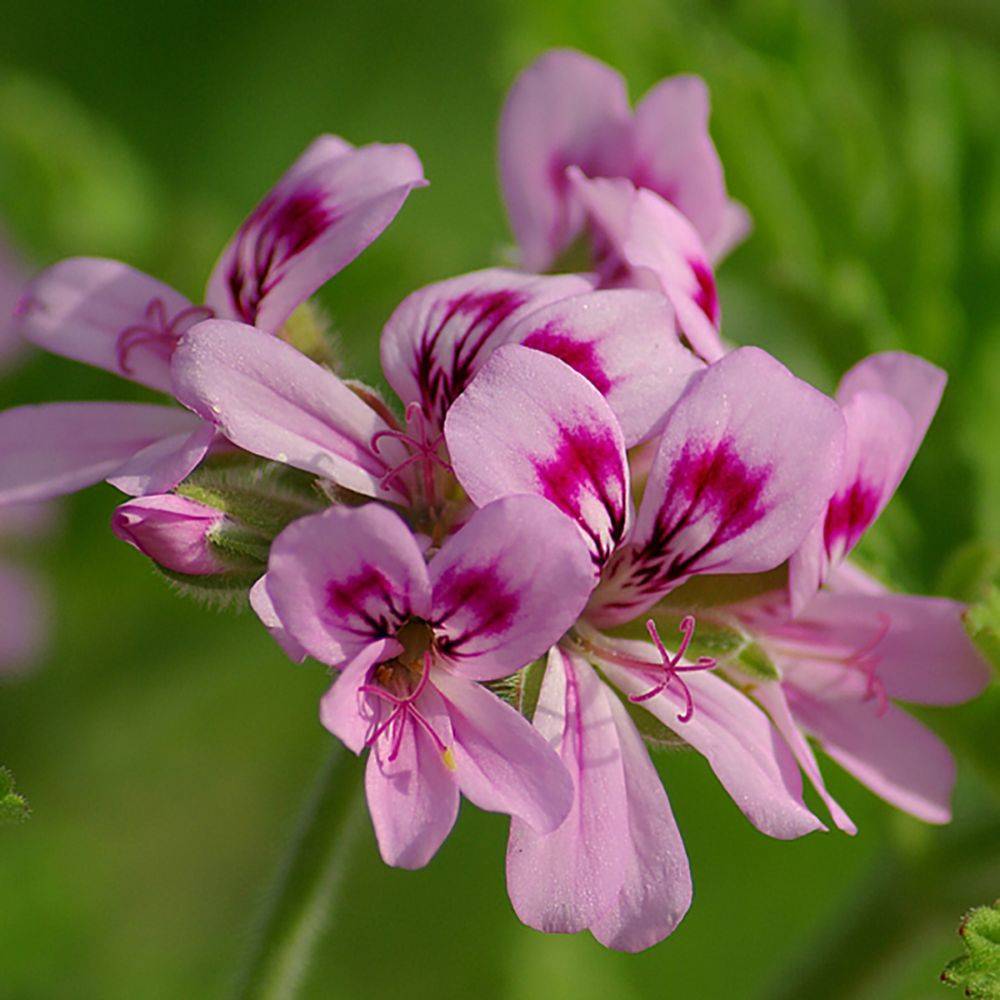 Pelargonium grandiflorum 'Angel's Perfume' assorti - Géranium des fleuristes - Image 2