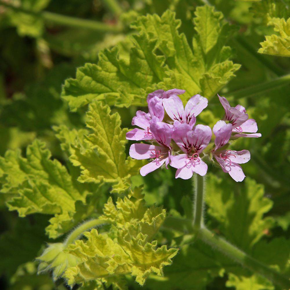 Pelargonium grandiflorum 'Angel's Perfume' assorti - Géranium des fleuristes - Image 1