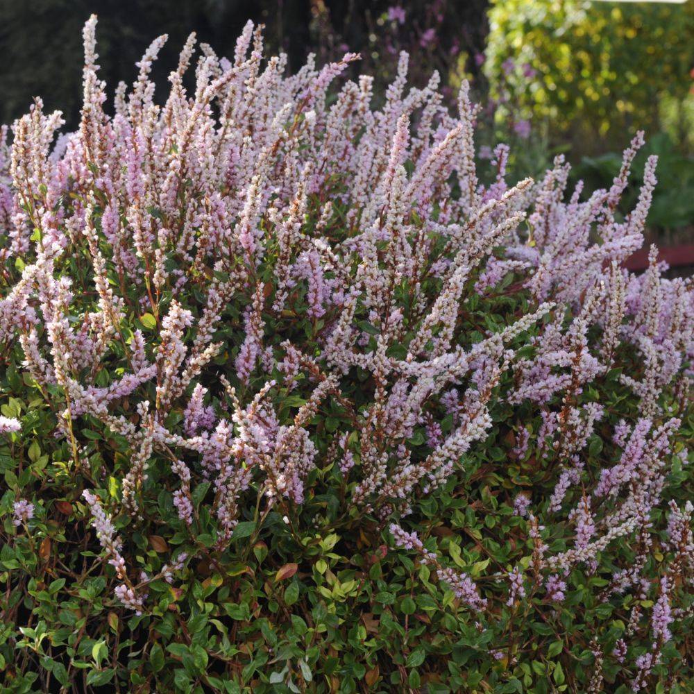 Renouée rose clair - Persicaria lot de 3 - Image 1