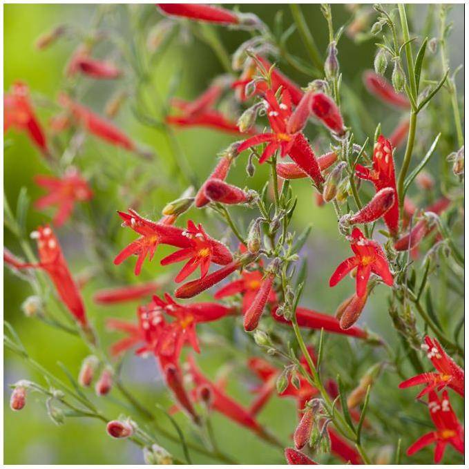 Penstemon à feuilles de pin rouge - Penstemon pinifolius