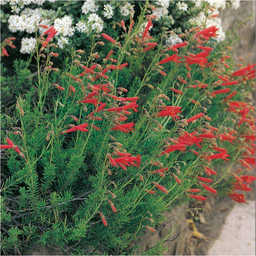 Penstemon à feuilles de pin rouge - Penstemon pinifolius - Image 2