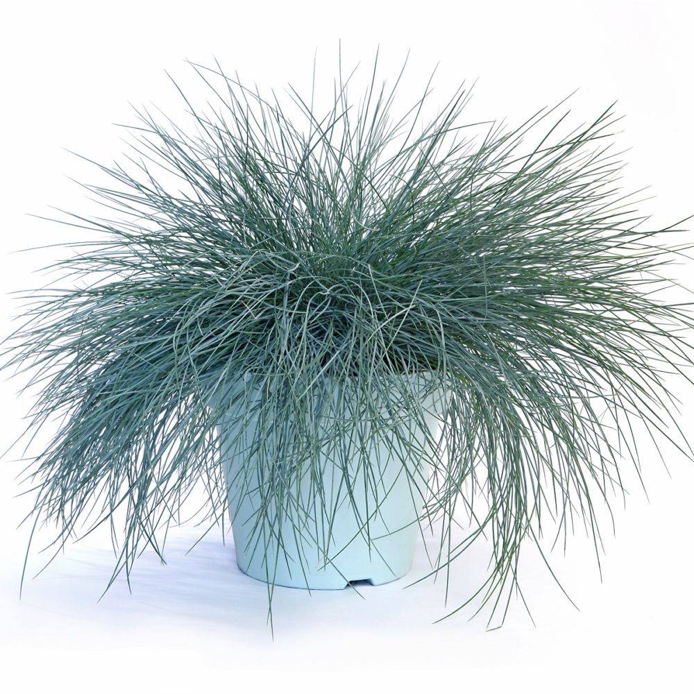 Fétuque bleue - Festuca glauca