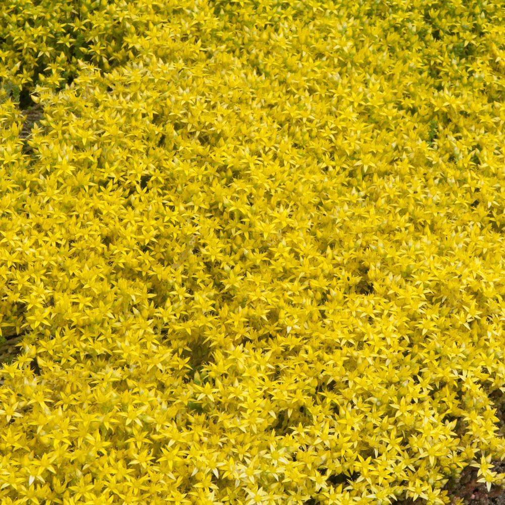 Sedum acre lot de 3 - Image 1