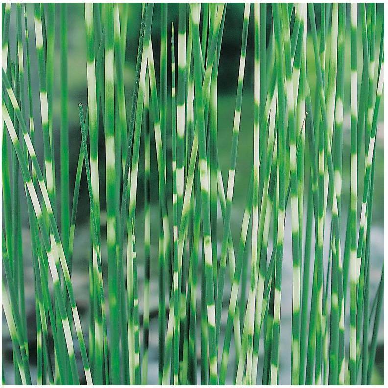 Plante aquatique Jonc zébré - Scirpus lacustris 'Zebrinus' - Image 1