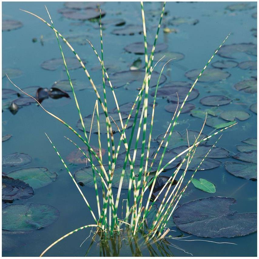 Plante aquatique Jonc zébré - Scirpus lacustris 'Zebrinus' - Image 3